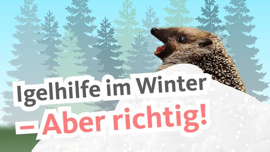 Igel Beim Uberwintern Helfen Winterschlaf Schlafplatz Futterung